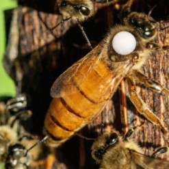 Reines Ligustica Fécondées