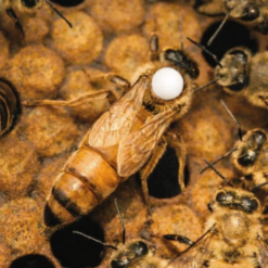 Reines Buckfast Fécondées